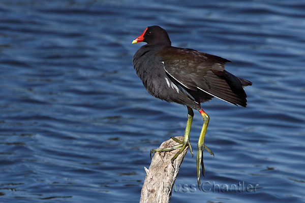 Common Moorhen © Russ Chantler